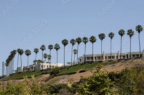A row of palm trees near Loyola Marymount University. A vibrant backdrop creates a tropical California atmosphere with space for text.