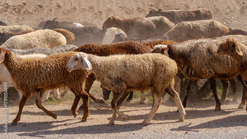 Farm animals in Kyrgyzstan
