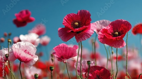 Fototapeta Naklejka Na Ścianę i Meble -  Stunning photo of field of vibrant red and pink poppies blooming under a clear blue sky.