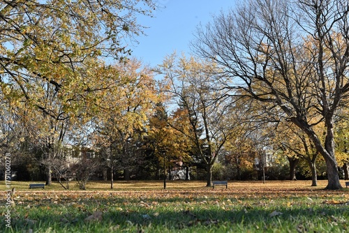 Leafless tree trunks marking the beginning of winter in various locations: parks, rivers, and a lamp symbolizing winter.