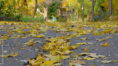 Yellow leaves cover a quiet park pathway in fall