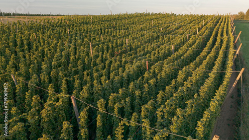 Bavarian top view across Hop fields during harvest season