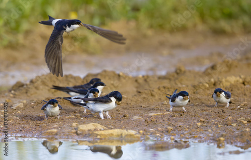 house martin