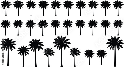 Palm tree silhouette vector illustration showing tropical trees in different sizes, black white minimal flat design, CAD drawing flat vector illustration