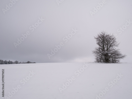 Isolated solitary tree surrounded by mysterious gloomy landscape
