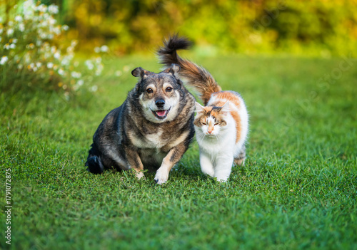 Portrait of cute fluffy friends a cat with raised tail and a dog walking near...