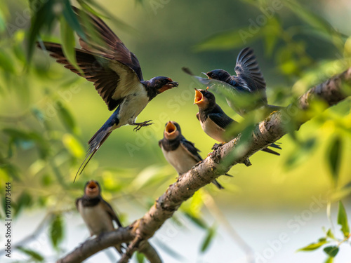 A barn swallow bird flies to feed its hungry chicks sitting on a tree branch