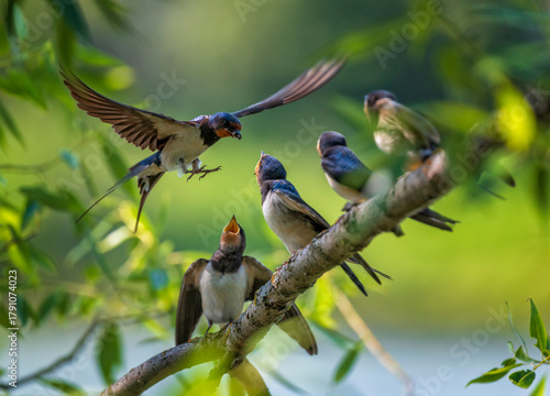 A barn swallow bird flies to feed its hungry chicks sitting on a tree branch