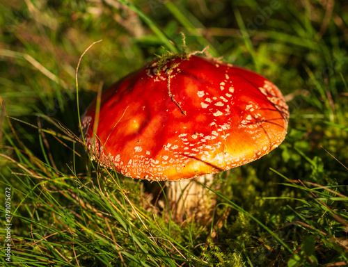 Obraz na plátne Bright red fly agaric mushroom with white spots growing in grass and moss
