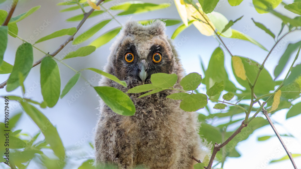 Obraz premium great horned owl