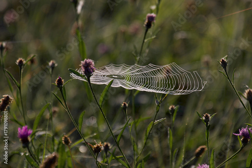 dew on a spiders web