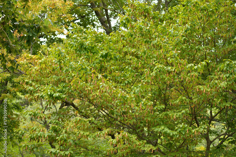 Fototapeta premium Carpinus cordata, a deciduous broadleaf tree species of the Betulaceae family, with gray bark and serrated oval leaves, blooming in spring and producing nuts in autumn. Photographed in Korea.