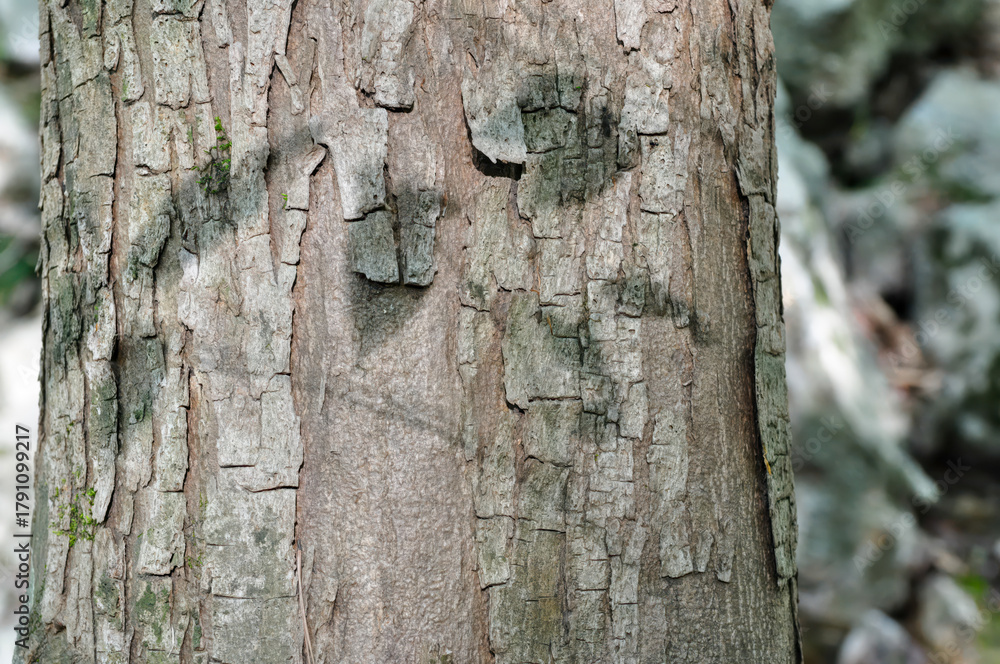 Fototapeta premium Carpinus cordata, a deciduous broadleaf tree species of the Betulaceae family, with gray bark and serrated oval leaves, blooming in spring and producing nuts in autumn. Photographed in Korea.