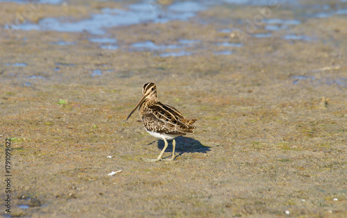 Fotografie common snipe at the beach