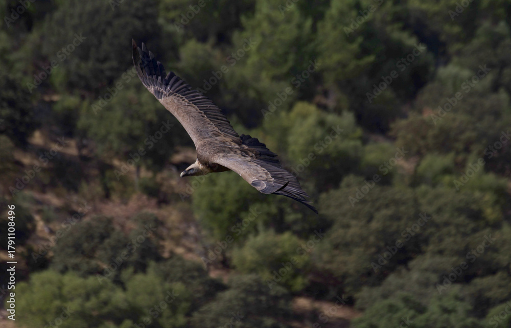 Obraz premium Griffon vulture
