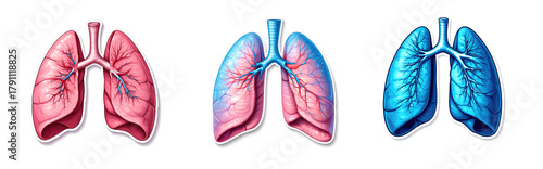 set of Lung pair sticker . isolated on white. anatomy education friendly