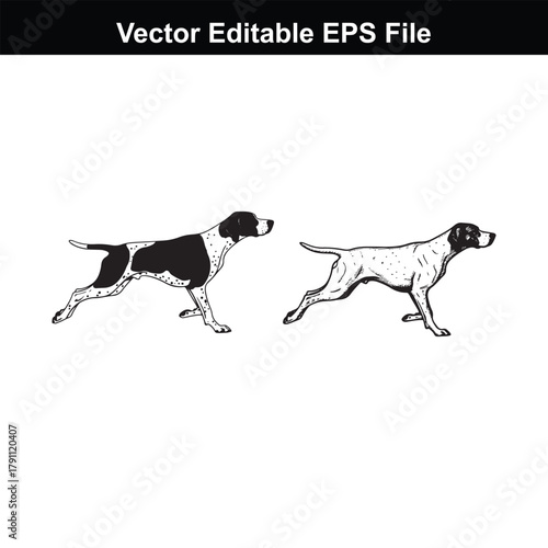 Two pointer dogs in a hunting stance, one black and white, the other white