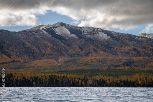 Yellow larch trees on montain of glacier national park in the fall season