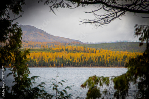 yello larch trees and lake in glacier national park in the fall