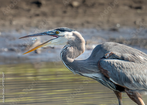 great blue heron fishing