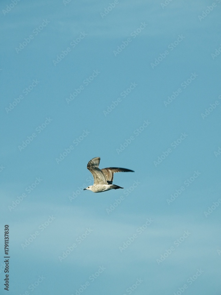 Obraz premium seagull in flight