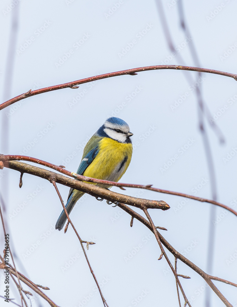 Fototapeta premium Modraszka (zwyczajna) sikora modra, sikora modraszka (Cyanistes caeruleus)