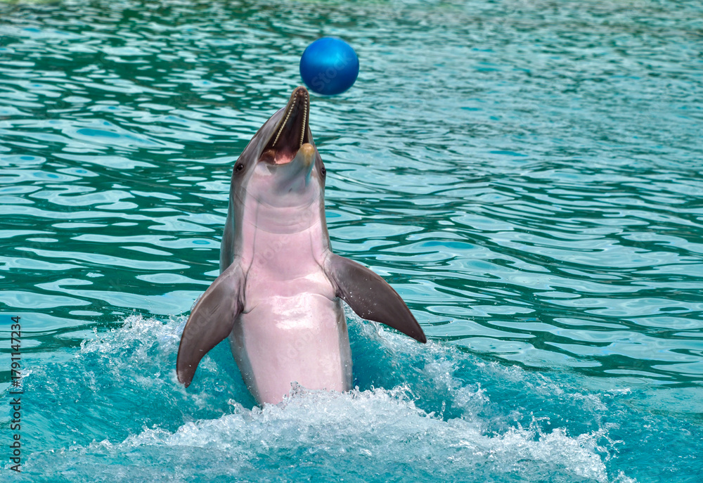 Playful Dolphin Leaping from Water to Hit a Blue Ball