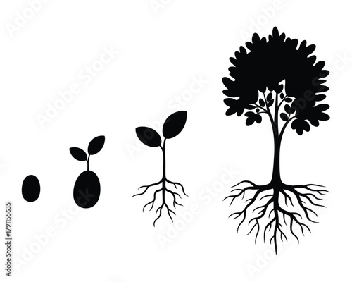 Plant growth stages, seed germination to mature tree evolution