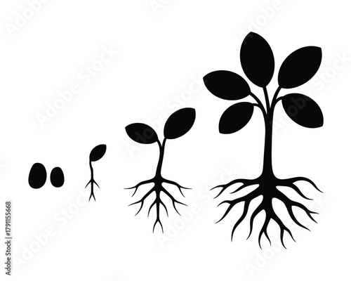 Plant growth stages from seed to mature tree development process
