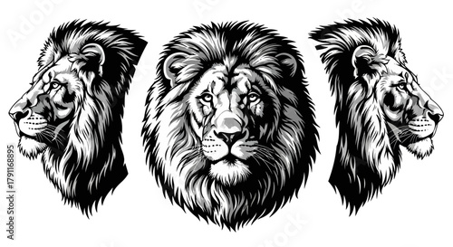 Photos Majestic Lion Head Set with Massive Mane - Powerful King of the Jungle Vector Il