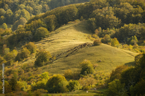 Herd at Sunset in a Mountain Clearing