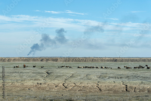 A group of sheep in a dry grassland, Dhi Qar Governorate, Iraq