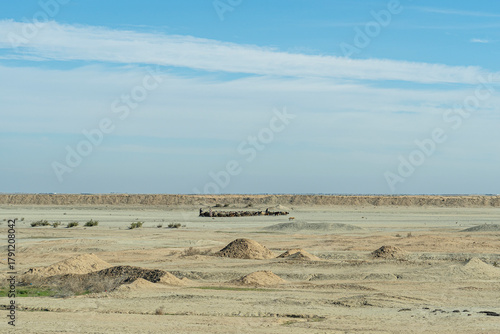 A group of sheep in a dry grassland, Dhi Qar Governorate, Iraq