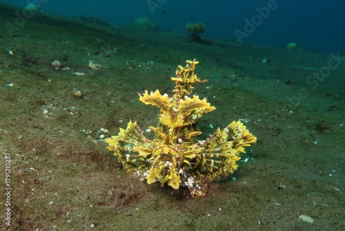 yellow weedy scorpionfish (Rhinopias Frondosa) closeup on sandy bottom in Alor, Indonesia