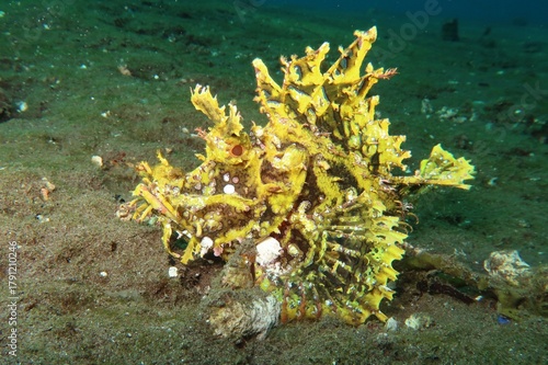Rhinopias frondosa yellow weedy scorpionfish closeup on sandy botttom in Alor, Indonesia       