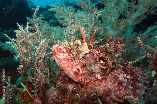 scorpaena green pink scorpionfish camouflaged on a coral reef closeup with blue background in Alor, Indonesia   