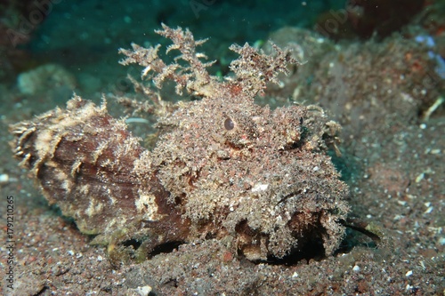indian ocean walkman (Inimicus Didactylus) camouflaged in the sand close-up      