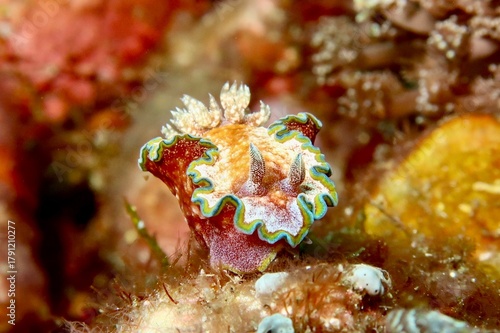 Glossodoris cincta nudibranch close-up on soft coral in Alor, Indonesia  