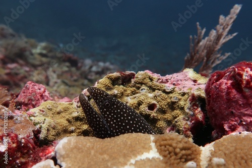 Gymnothorax Meleagris white-mouth turkey morey lurking for prey on a coral reef in Alor, Indonesia     