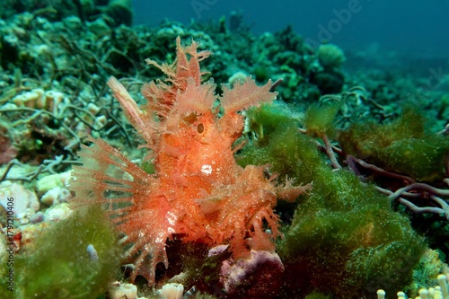 orange weedy scorpionfish (Rhinopias Frondosa) closeup camouflaged in algae in Alor, Indonesia    