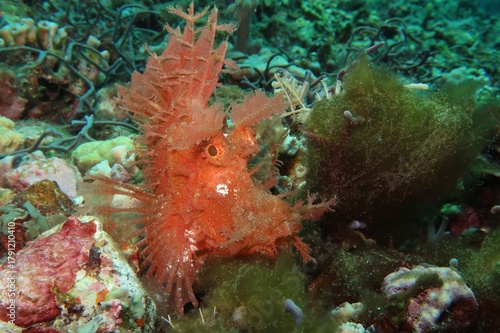 Paddle Flap Scorpionfish (Rhinopias eschmeyeri) camouflaged in algae closeup in Alor, Indonesia  