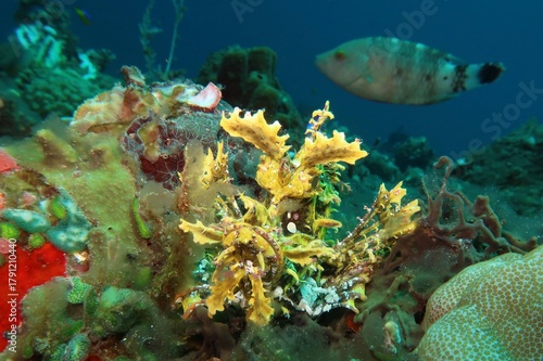 yellow weedy scorpionfish (Rhinopias Frondosa) camouflaged on a vibrant coral reef in Alor, Indonesia     