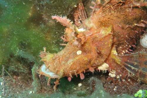 orange weedy scorpionfish (Rhinopias Frondosa) camouflaged in algae silhouette with open mouth     