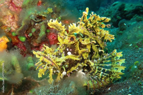 Rhinopias frondosa yellow weedy scorpionfish closeup camouflaged in algae in Alor, Indonesia         