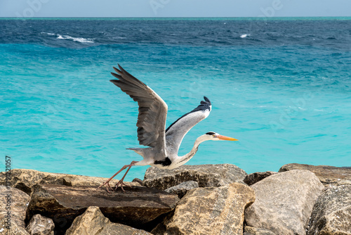 Fototapeta Naklejka Na Ścianę i Meble -  heron on the beach in the Maldive