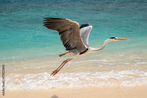 Fototapeta Naklejka Na Ścianę i Meble -  heron on the beach in the Maldive