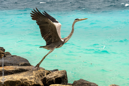 Fototapeta Naklejka Na Ścianę i Meble -  heron on the beach in the Maldive