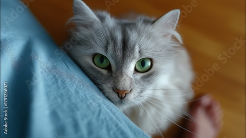 Close-up, low-angle, eye-level portrait of a fluffy silver tabby cat with vivid green eyes, peering over a blue textile surface.