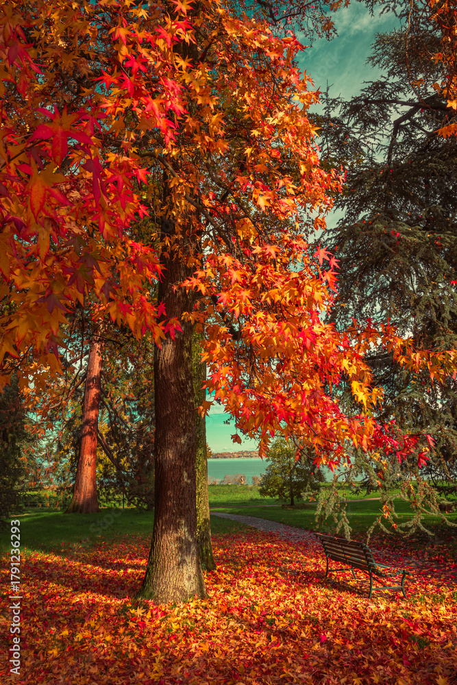 Naklejka premium Arbre en feu