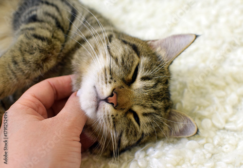 A woman's hand pets a cute tabby cat at home. It's a Kurilian Bobtail, a short-tailed cat.